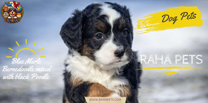 Blue Merle Bernedoodle mixed with black Poodle